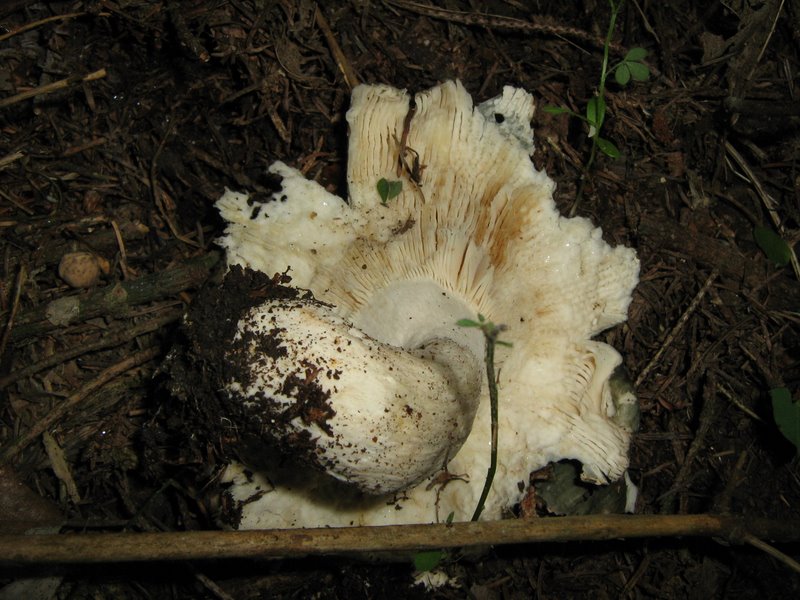 Ancora da Le Piastre (PT)